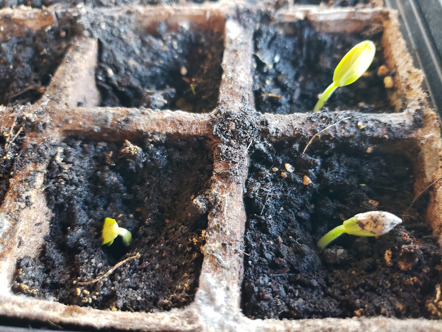 A Guide to Starting Seedlings Indoors - Rainy River Homesteaders