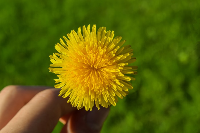 Harnessing the Power of a Pressure Cooker – The Green Dandelion