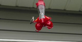 hummingbird feeder