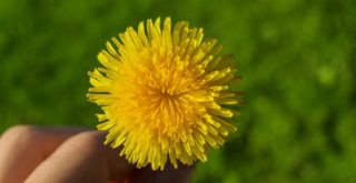how to use dandelions
