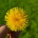 how to use dandelions