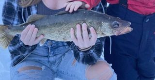 walleye