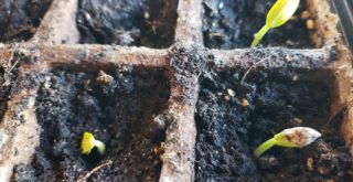 baby cucumbers