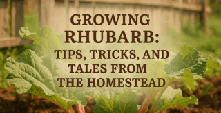 Growing Rhubarb: Tips and Tricks