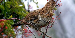 ruffed grouse recipes